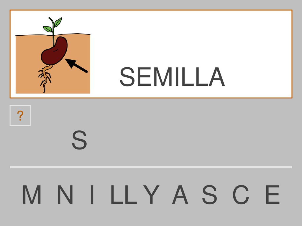 SEMILLA S M N I LL Y A S C E