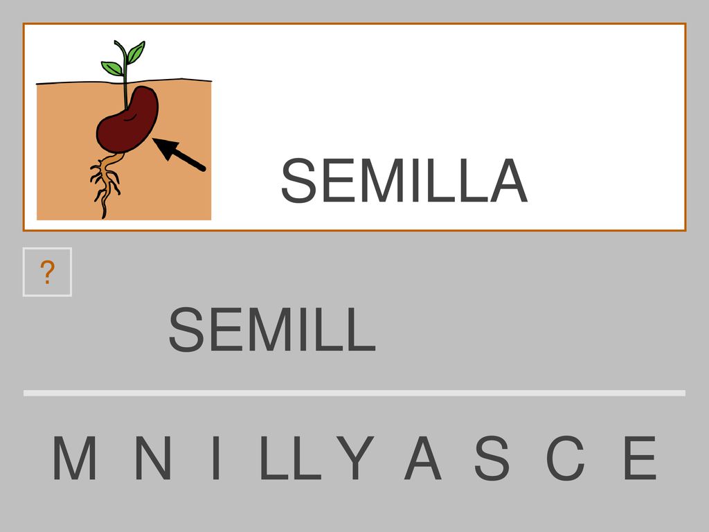 SEMILLA SEMILL M N I LL Y A S C E