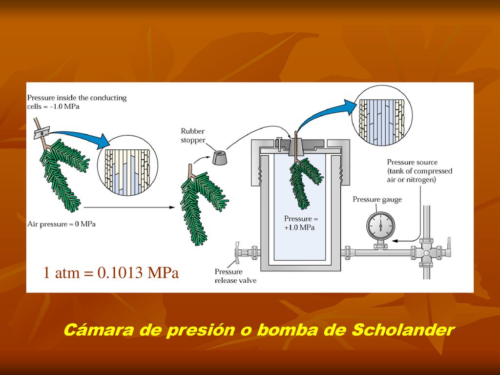 1 atm = MPa Cámara de presión o bomba de Scholander