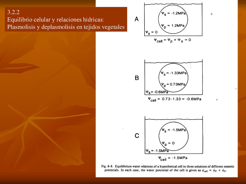 3.2.2 Equilibrio celular y relaciones hídricas: Plasmolisis y deplasmolisis en tejidos vegetales