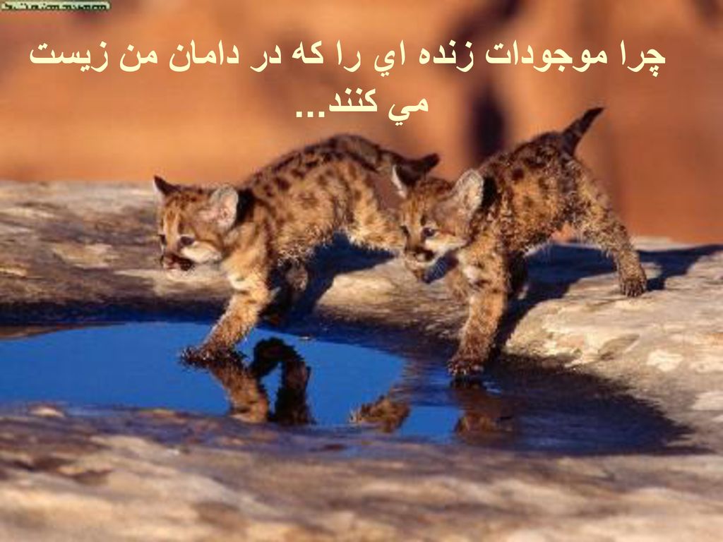 چرا موجودات زنده اي را كه در دامان من زيست مي كنند...