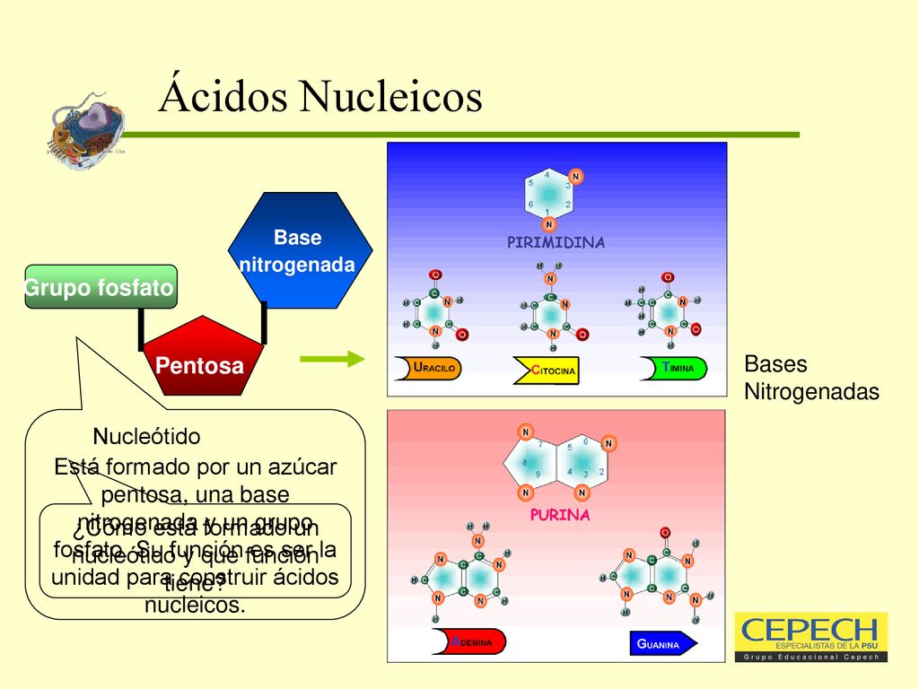 ¿Cómo está formado un nucleótido y que función tiene