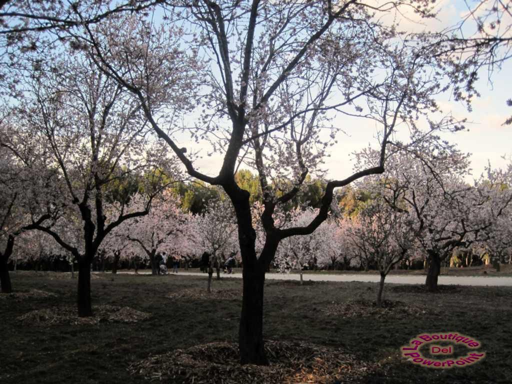 Todos los años, como un adelanto de la primavera entre finales de febrero o principios de marzo.....los almendros nos ofrece el impresionante espectáculo de ver más de mil quinientos ejemplares en flor.