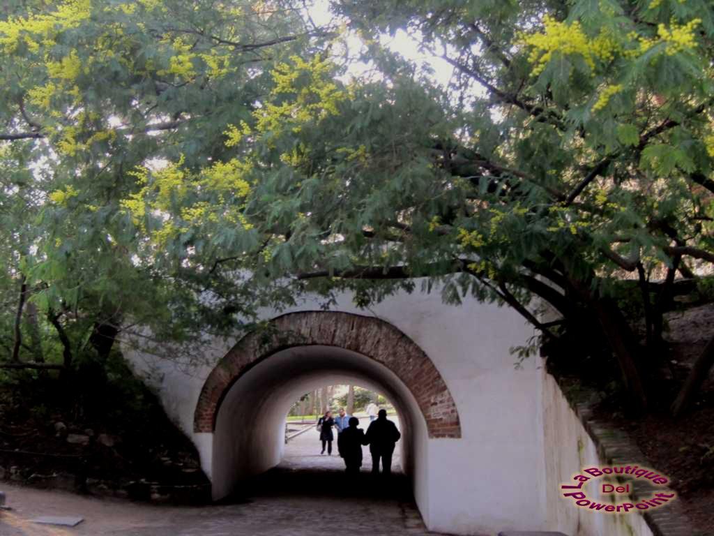 Tras recorrer unos 600 metros por el anterior camino, pasaremos por debajo de un túnel enmarcado de mimosas.