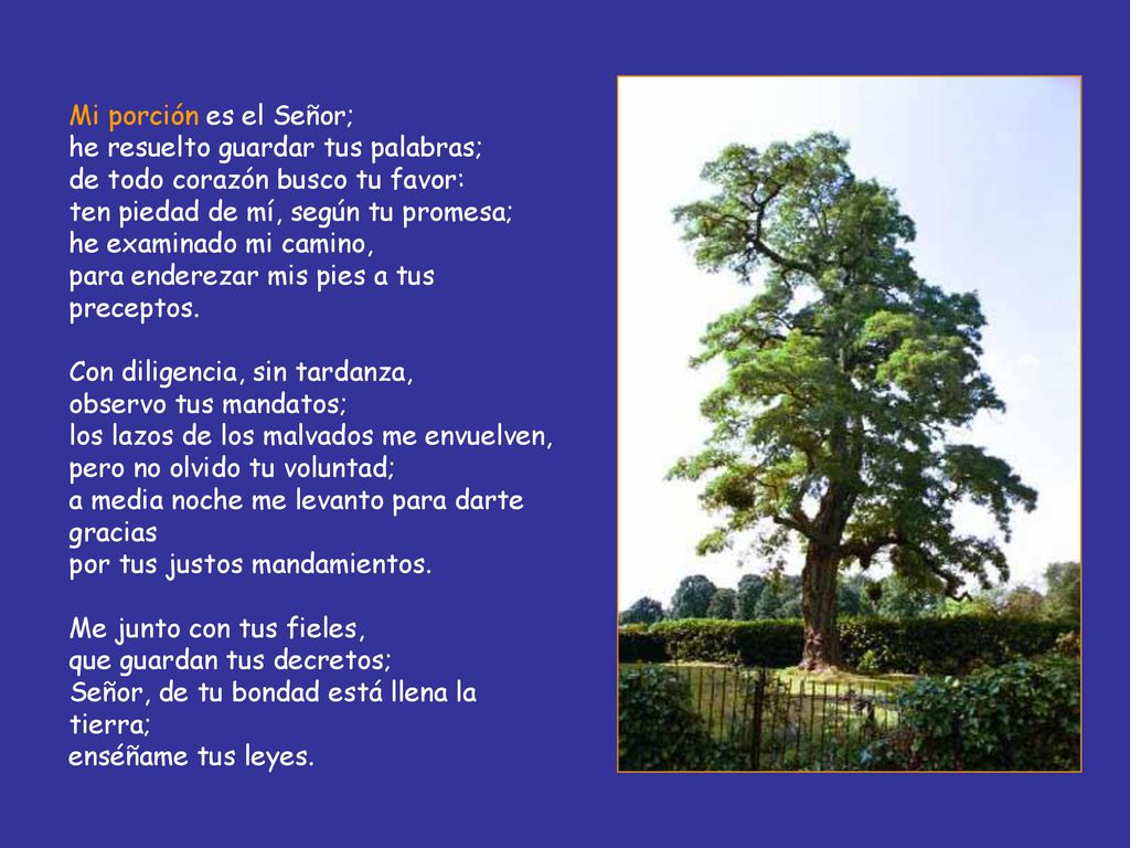 Mi porción es el Señor; he resuelto guardar tus palabras; de todo corazón busco tu favor: ten piedad de mí, según tu promesa; he examinado mi camino, para enderezar mis pies a tus preceptos.