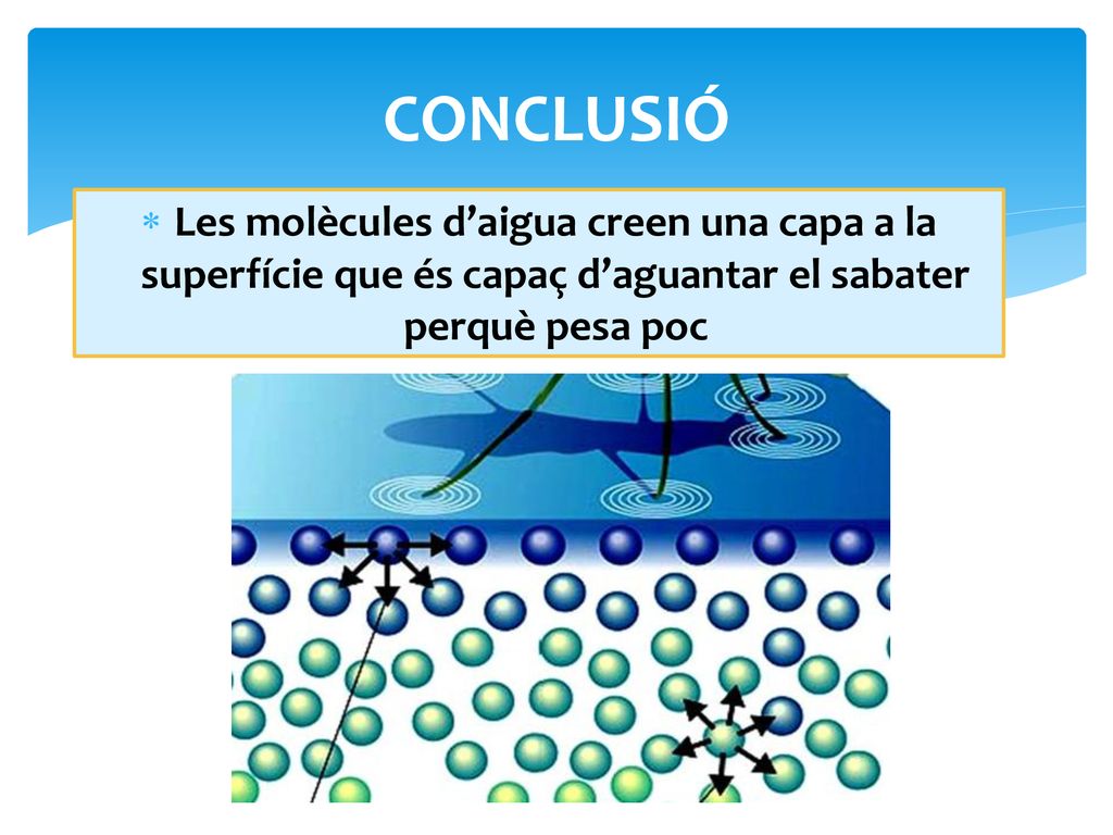 CONCLUSIÓ Les molècules d’aigua creen una capa a la superfície que és capaç d’aguantar el sabater perquè pesa poc.