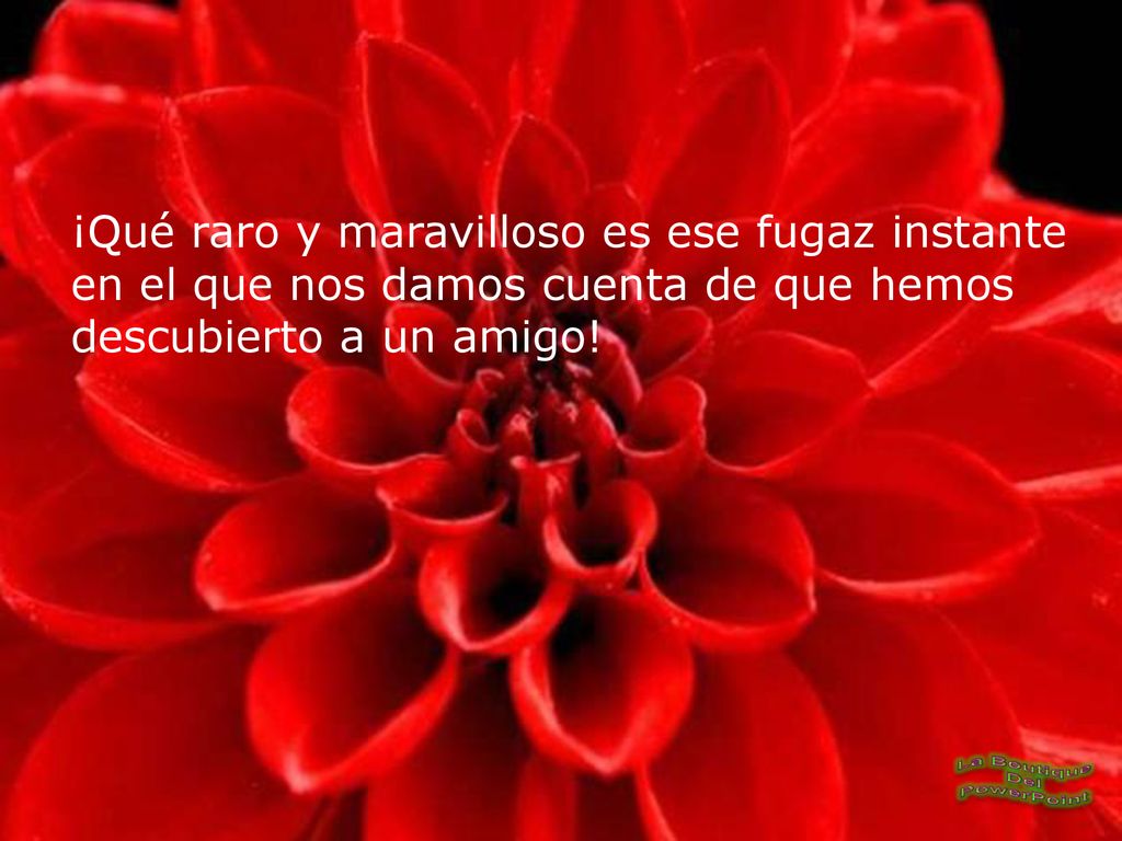¡Qué raro y maravilloso es ese fugaz instante en el que nos damos cuenta de que hemos descubierto a un amigo!