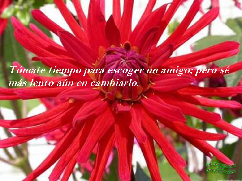 Tómate tiempo para escoger un amigo; pero sé más lento aún en cambiarlo.