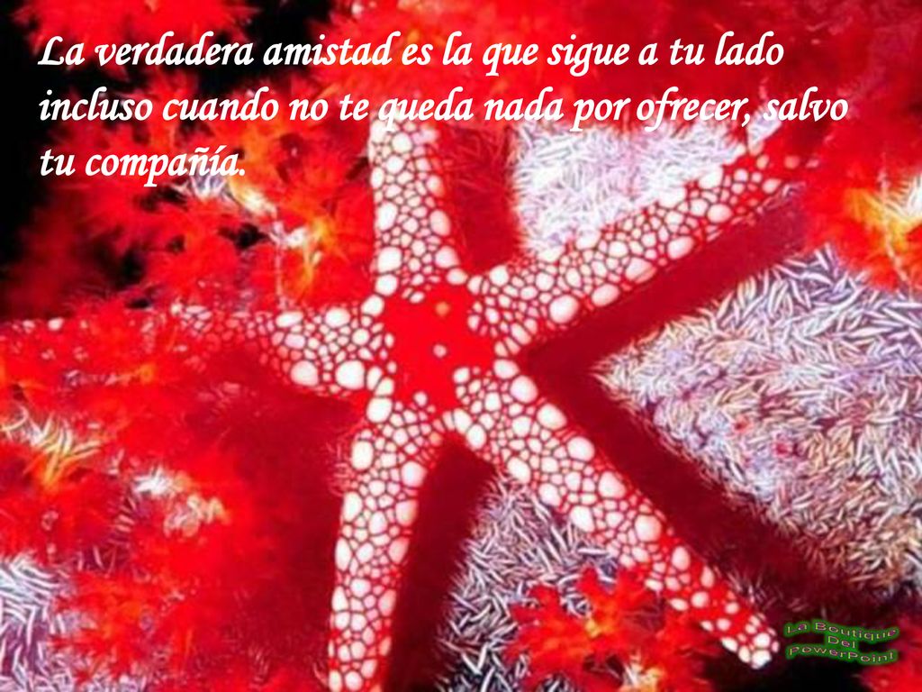 La verdadera amistad es la que sigue a tu lado incluso cuando no te queda nada por ofrecer, salvo tu compañía.