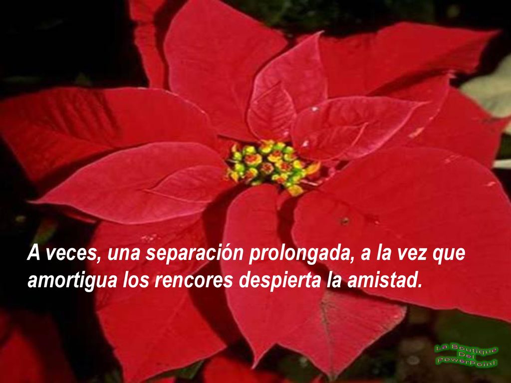 A veces, una separación prolongada, a la vez que amortigua los rencores despierta la amistad.
