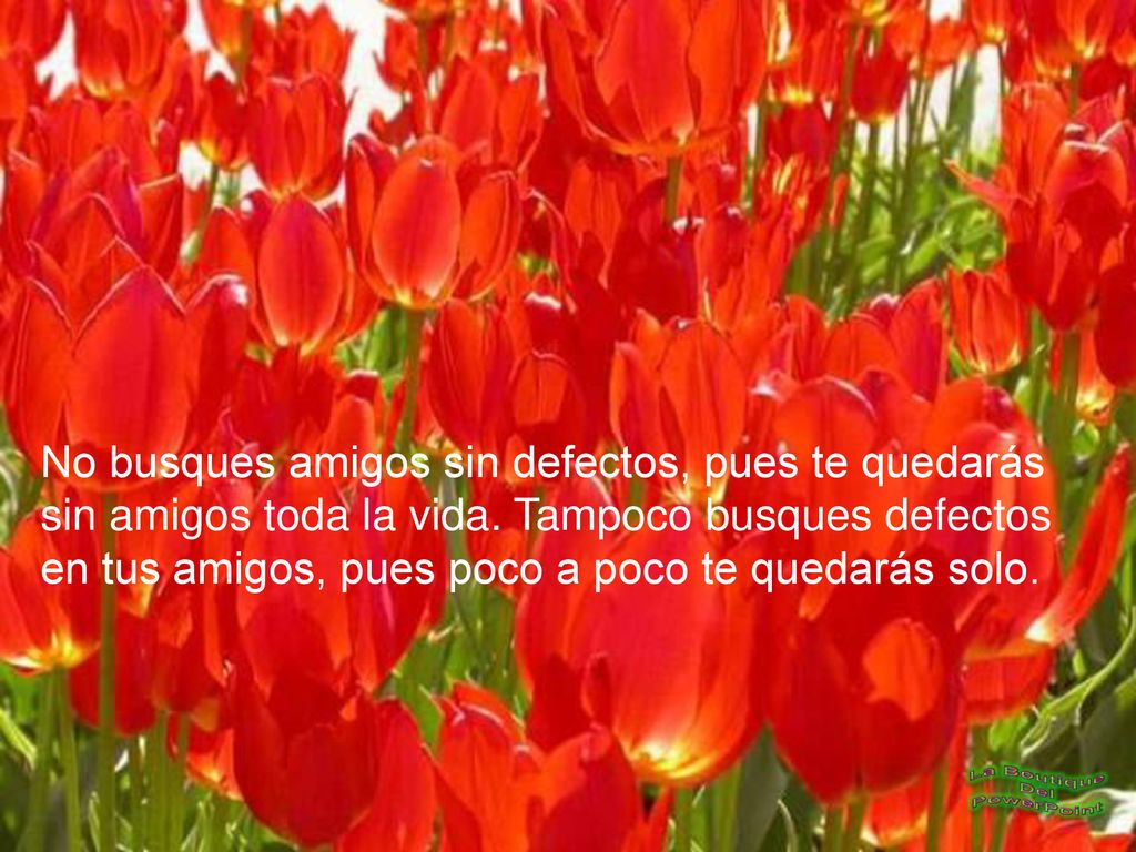 No busques amigos sin defectos, pues te quedarás sin amigos toda la vida. Tampoco busques defectos en tus amigos, pues poco a poco te quedarás solo.
