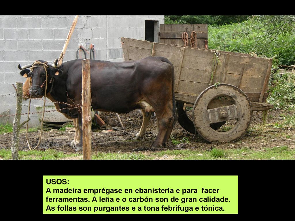 USOS: A madeira emprégase en ebanistería e para facer ferramentas. A leña e o carbón son de gran calidade.