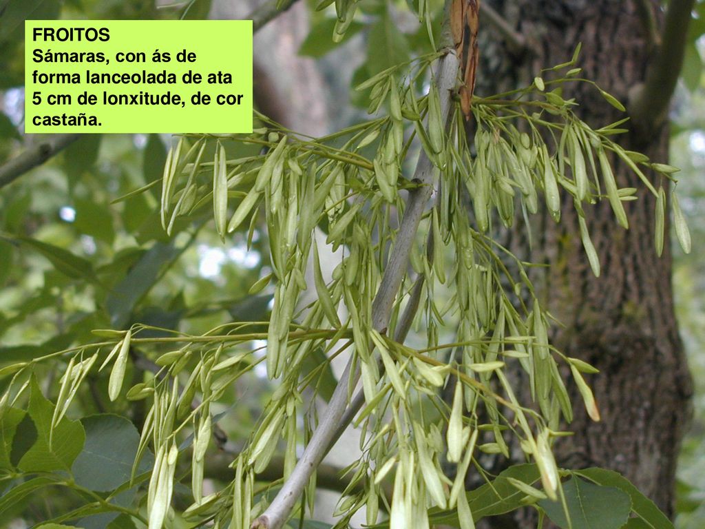 FROITOS Sámaras, con ás de forma lanceolada de ata 5 cm de lonxitude, de cor castaña.