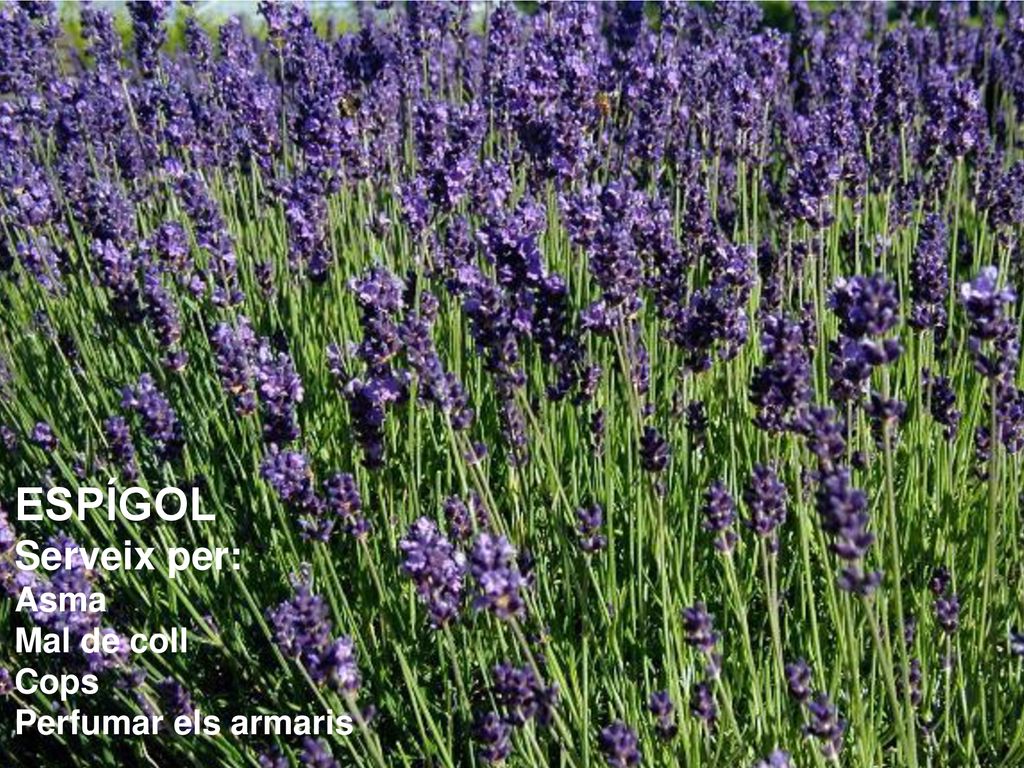 ESPÍGOL Serveix per: Asma Mal de coll Cops Perfumar els armaris