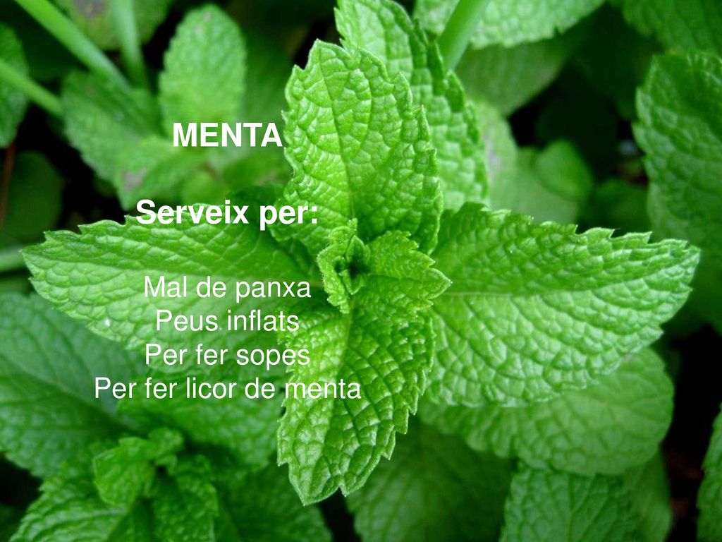 MENTA Serveix per: Mal de panxa Peus inflats Per fer sopes