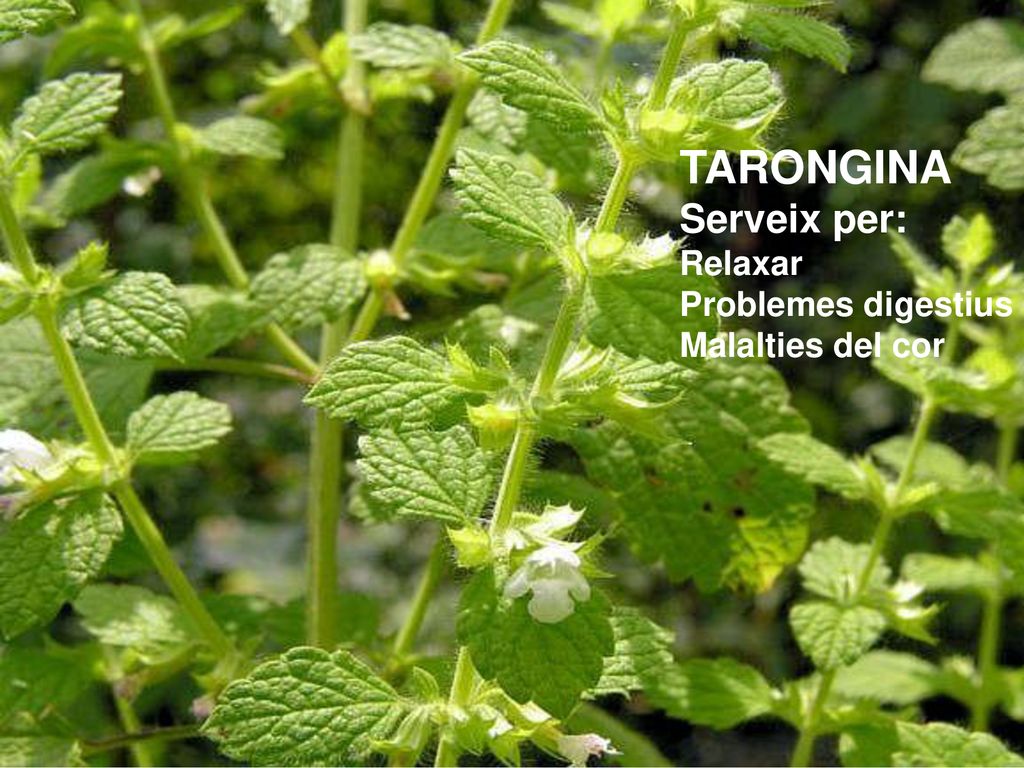 TARONGINA Serveix per: Relaxar Problemes digestius Malalties del cor