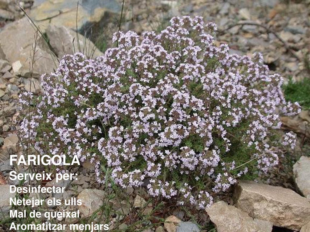 FARIGOLA Serveix per: Desinfectar Netejar els ulls Mal de queixal