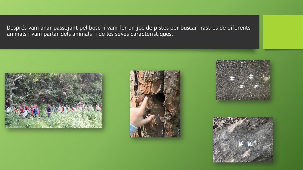 Després vam anar passejant pel bosc i vam fer un joc de pistes per buscar rastres de diferents animals i vam parlar dels animals i de les seves característiques.