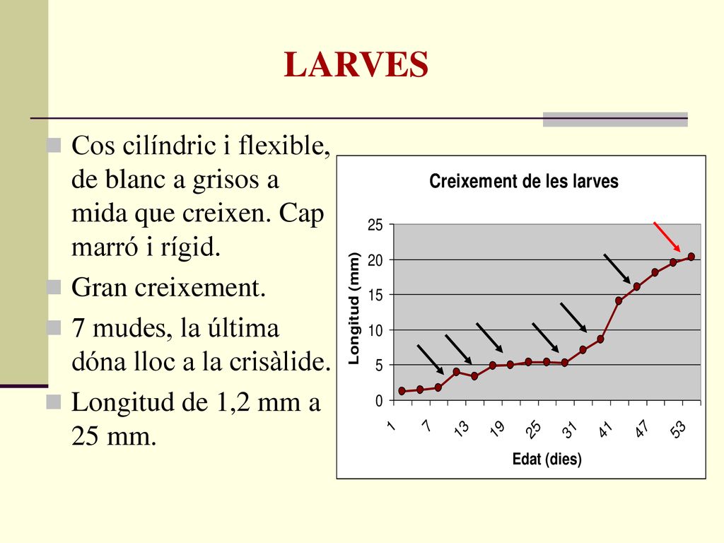 LARVES Cos cilíndric i flexible, de blanc a grisos a mida que creixen. Cap marró i rígid. Gran creixement.