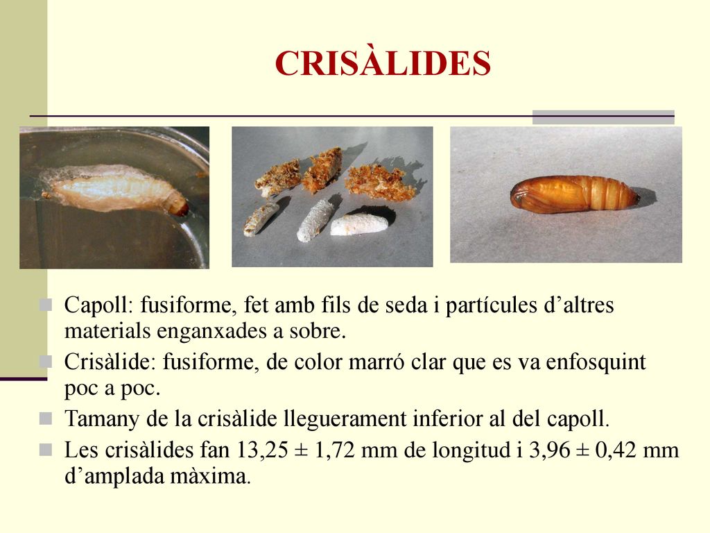CRISÀLIDES Capoll: fusiforme, fet amb fils de seda i partícules d’altres materials enganxades a sobre.