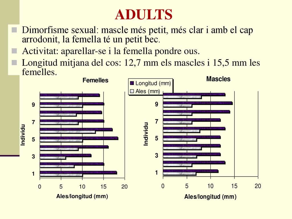 ADULTS Dimorfisme sexual: mascle més petit, més clar i amb el cap arrodonit, la femella té un petit bec.
