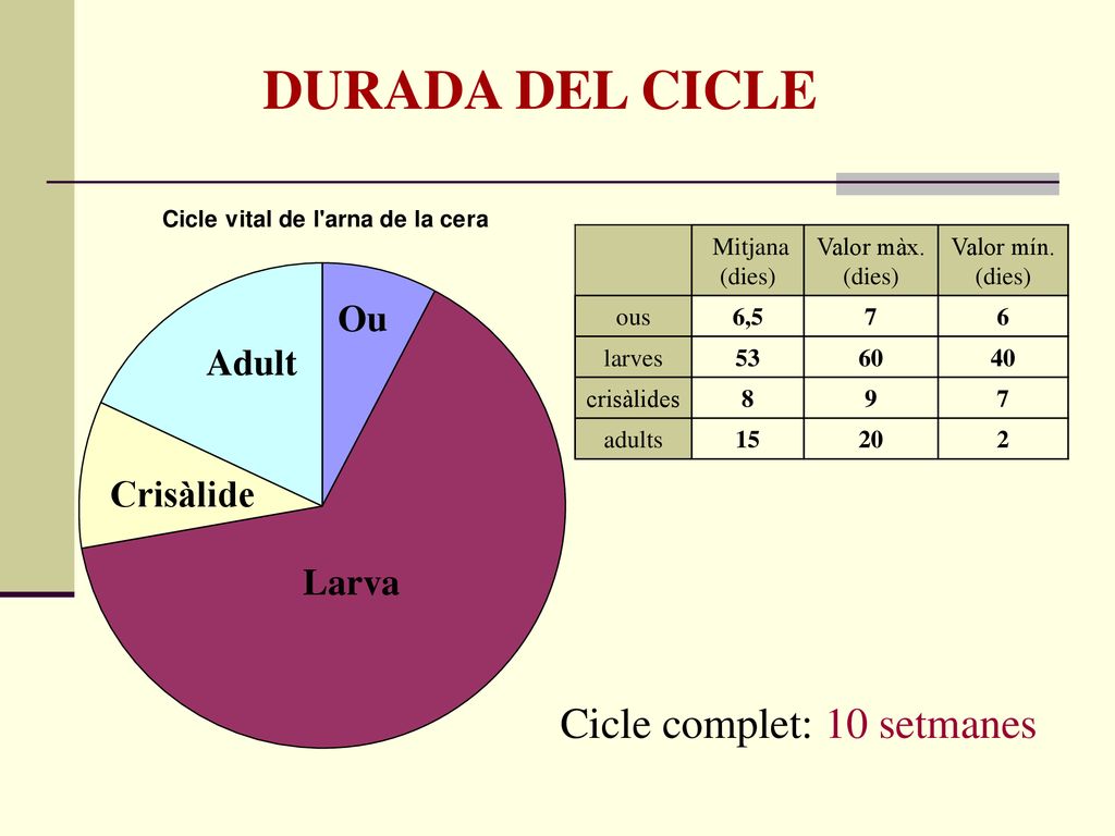 DURADA DEL CICLE Cicle complet: 10 setmanes Ou Adult Crisàlide Larva