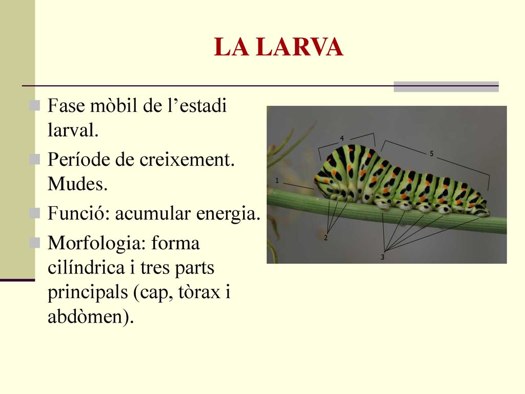 LA LARVA Fase mòbil de l’estadi larval. Període de creixement. Mudes.