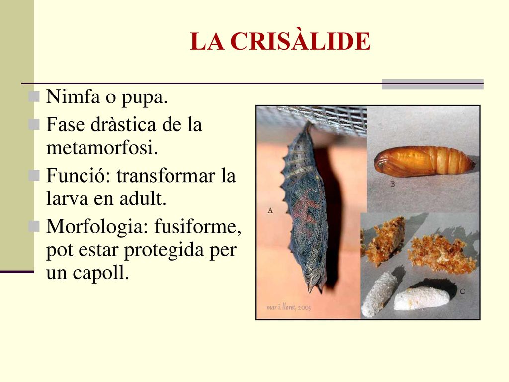 LA CRISÀLIDE Nimfa o pupa. Fase dràstica de la metamorfosi.