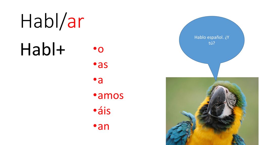 Habl/ar Hablo español. ¿Y tú Habl+ o as a amos áis an
