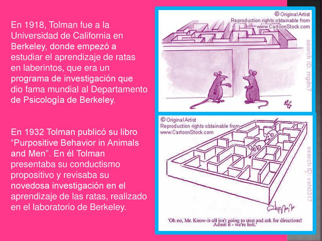 En 1918, Tolman fue a la Universidad de California en Berkeley, donde empezó a estudiar el aprendizaje de ratas en laberintos, que era un programa de investigación que dio fama mundial al Departamento de Psicología de Berkeley.