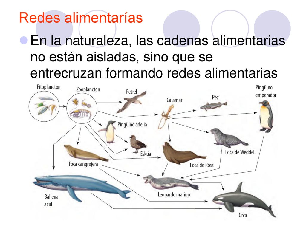 Redes alimentarías En la naturaleza, las cadenas alimentarias no están aisladas, sino que se entrecruzan formando redes alimentarias.