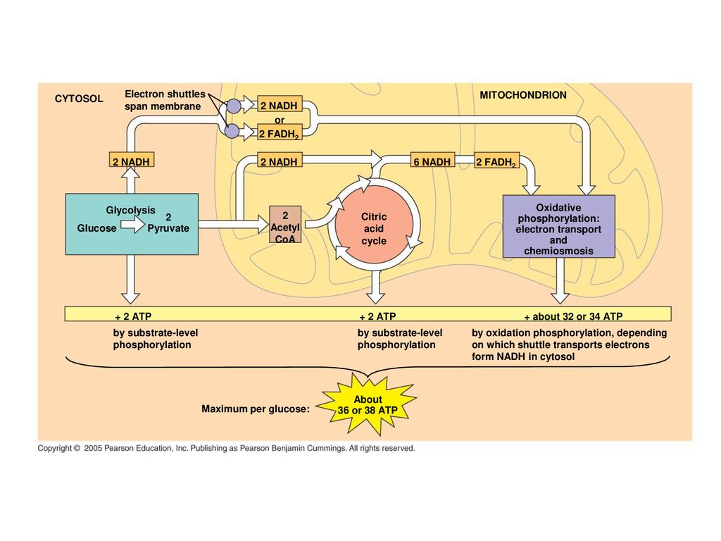 CYTOSOL Electron shuttles. span membrane. MITOCHONDRION. 2 NADH. or. 2 FADH2. 2 NADH. 2 NADH.
