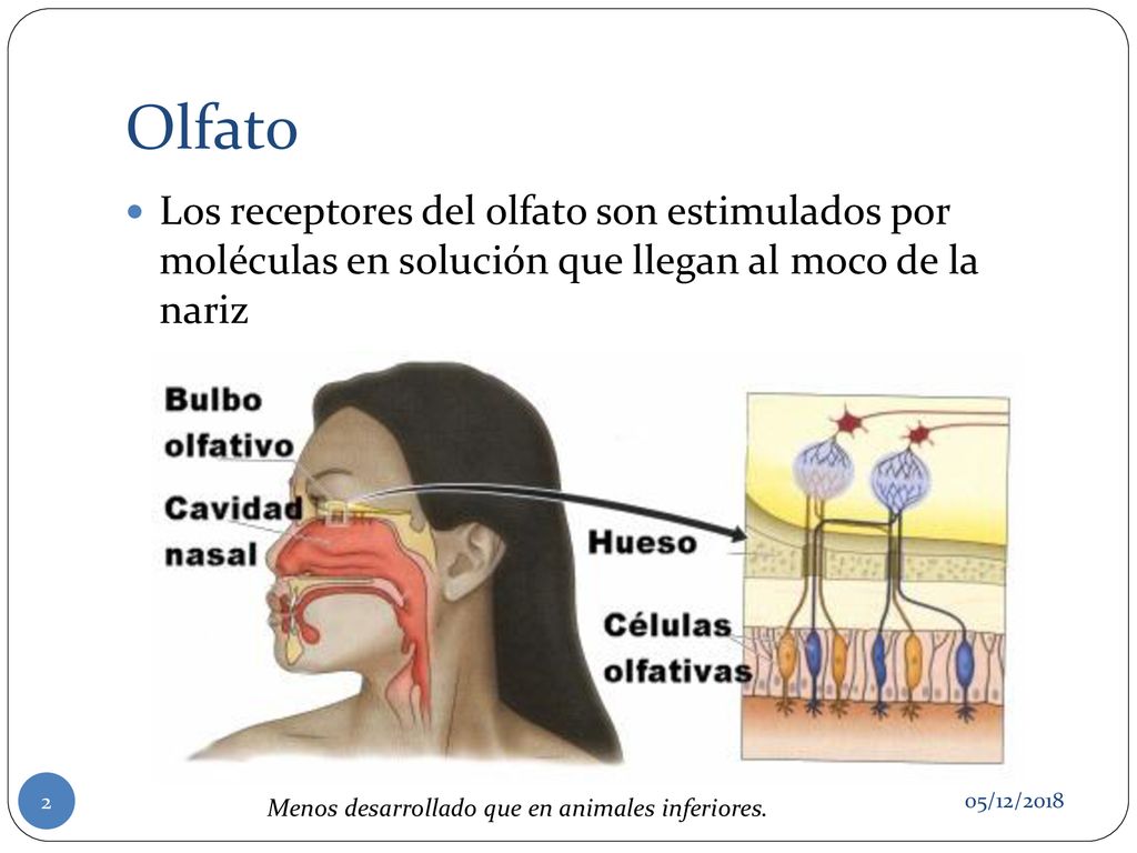 Olfato Los receptores del olfato son estimulados por moléculas en solución que llegan al moco de la nariz.