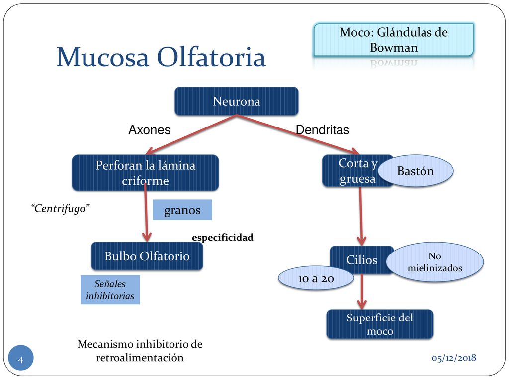 Mucosa Olfatoria Moco: Glándulas de Bowman Neurona Axones Dendritas