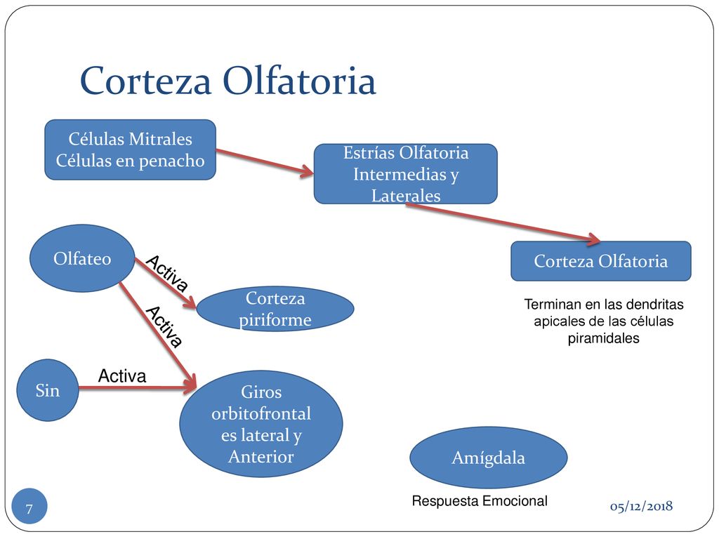 Corteza Olfatoria Células Mitrales Células en penacho