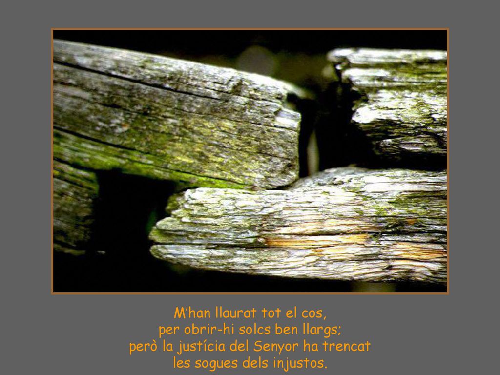 M’han llaurat tot el cos, per obrir-hi solcs ben llargs;