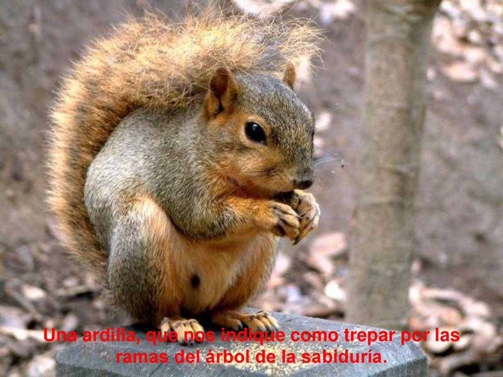 Una ardilla, que nos indique como trepar por las ramas del árbol de la sabiduría.