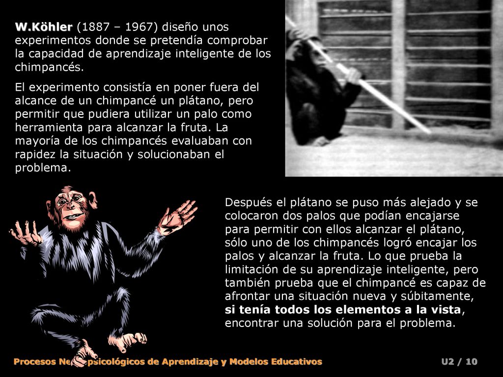 W.Köhler (1887 – 1967) diseño unos experimentos donde se pretendía comprobar la capacidad de aprendizaje inteligente de los chimpancés.