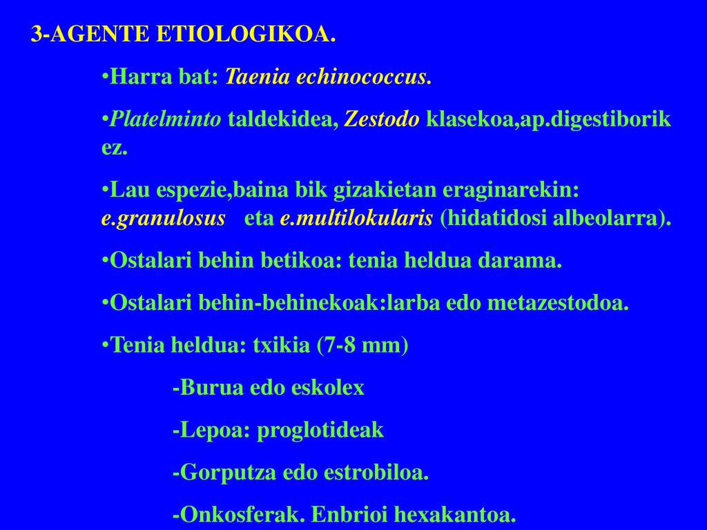 3-AGENTE ETIOLOGIKOA. Harra bat: Taenia echinococcus. Platelminto taldekidea, Zestodo klasekoa,ap.digestiborik ez.