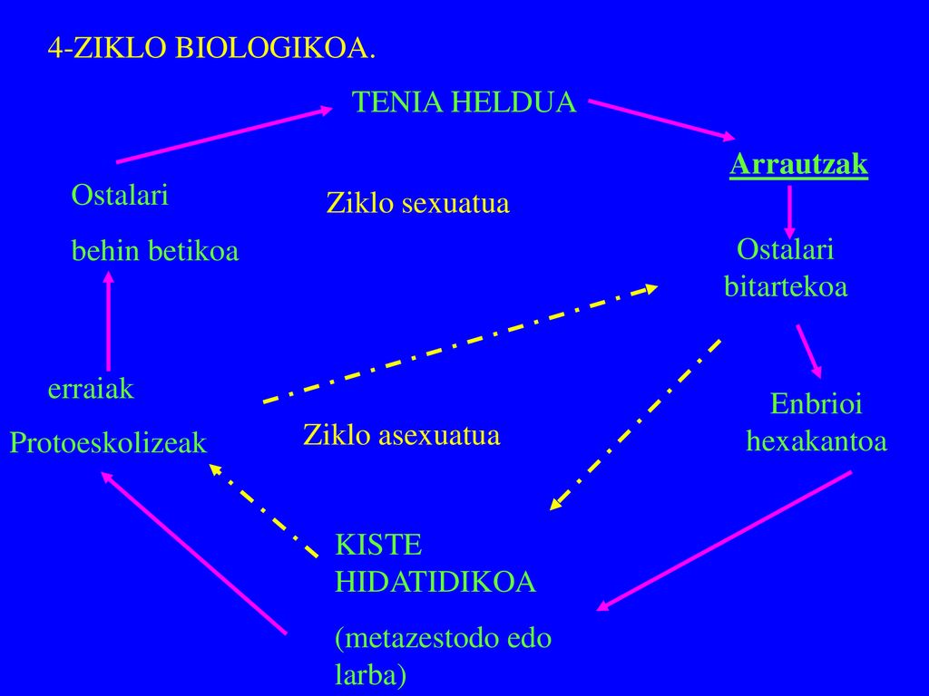 4-ZIKLO BIOLOGIKOA. TENIA HELDUA. Arrautzak. Ostalari. behin betikoa. Ziklo sexuatua. Ostalari bitartekoa.
