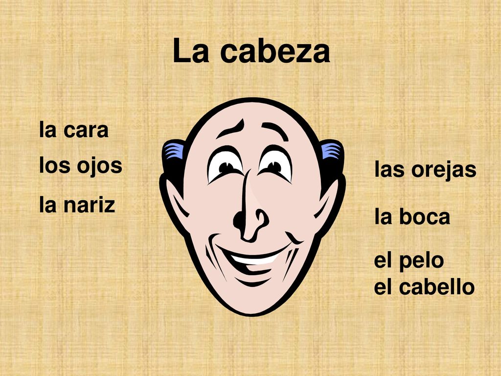 La cabeza la cara los ojos las orejas la nariz la boca el pelo