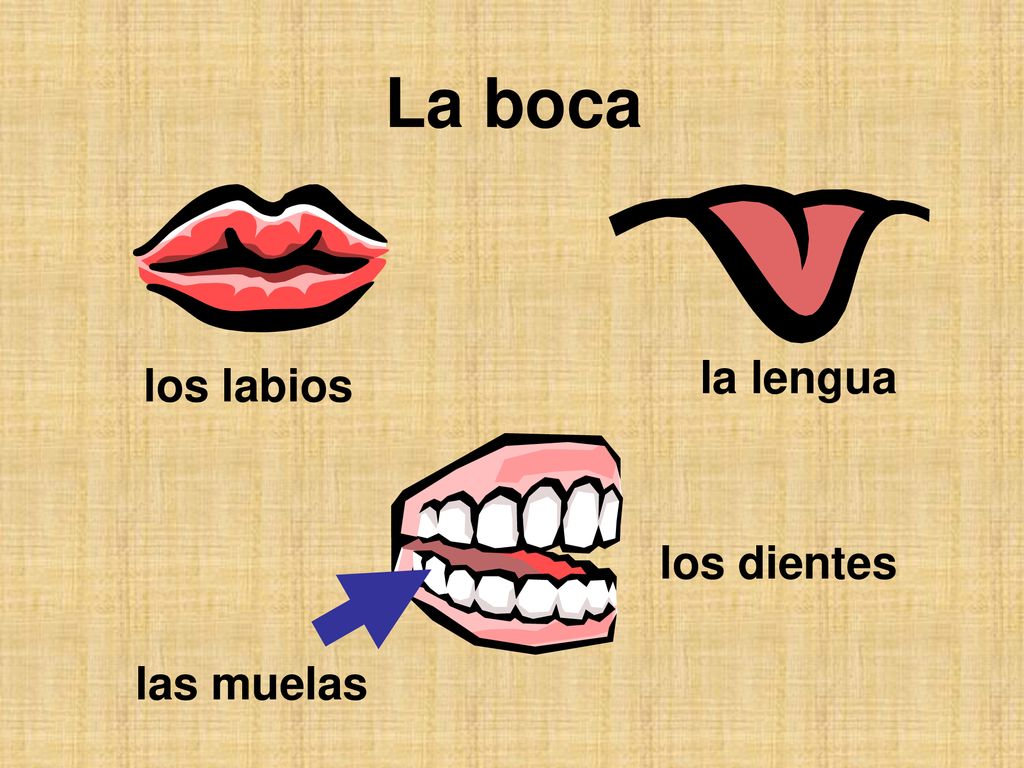 La boca la lengua los labios los dientes las muelas