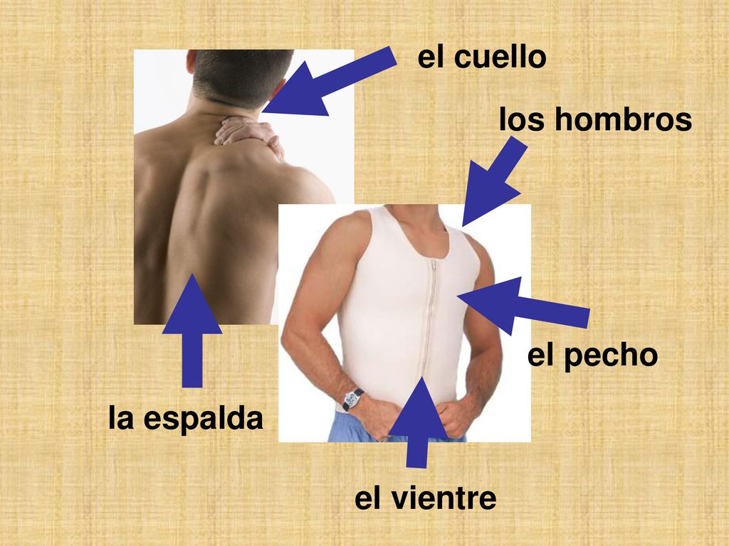 el cuello los hombros el pecho la espalda el vientre