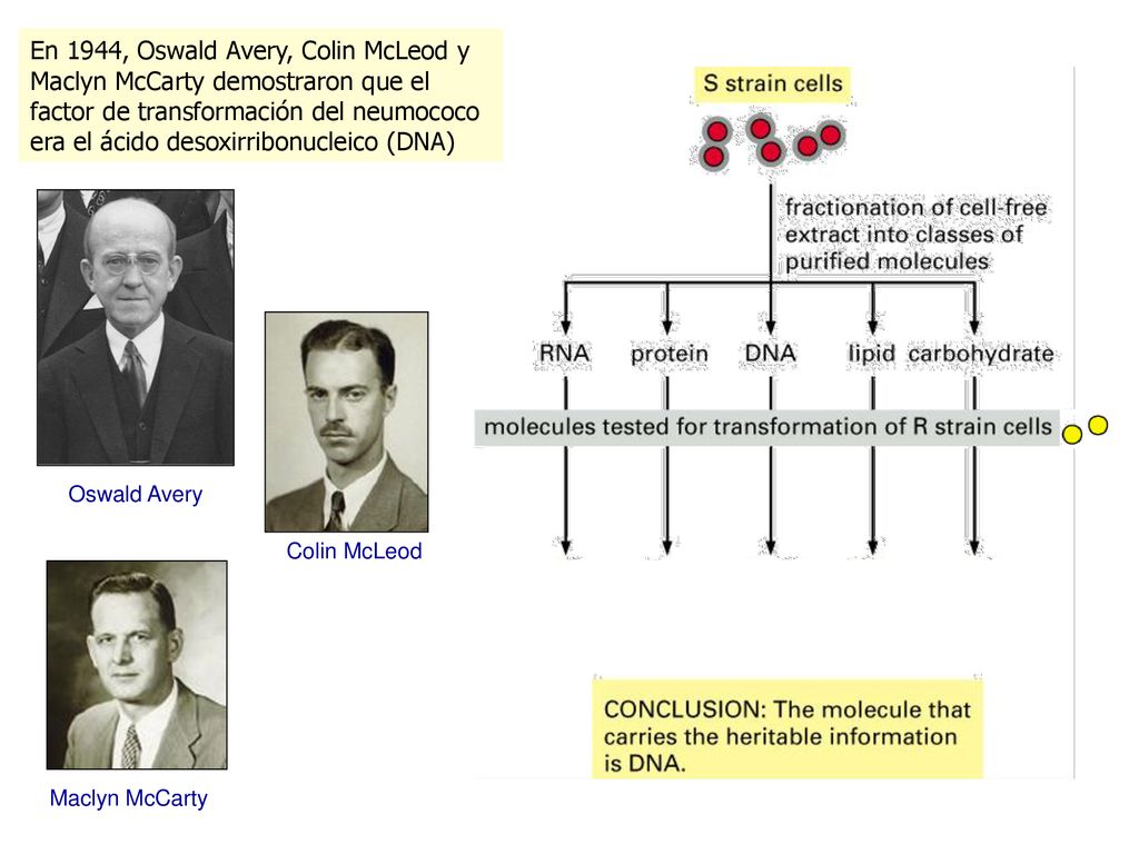 En 1944, Oswald Avery, Colin McLeod y Maclyn McCarty demostraron que el factor de transformación del neumococo era el ácido desoxirribonucleico (DNA)