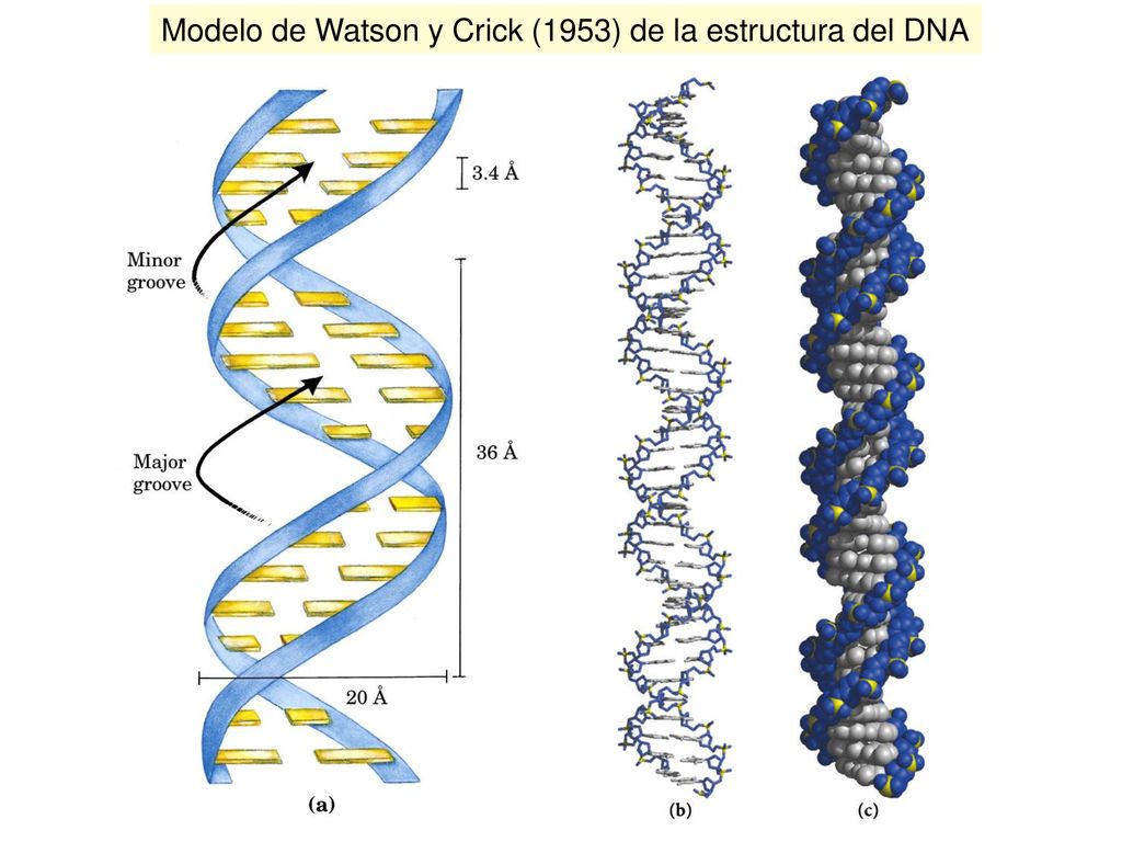 Modelo de Watson y Crick (1953) de la estructura del DNA