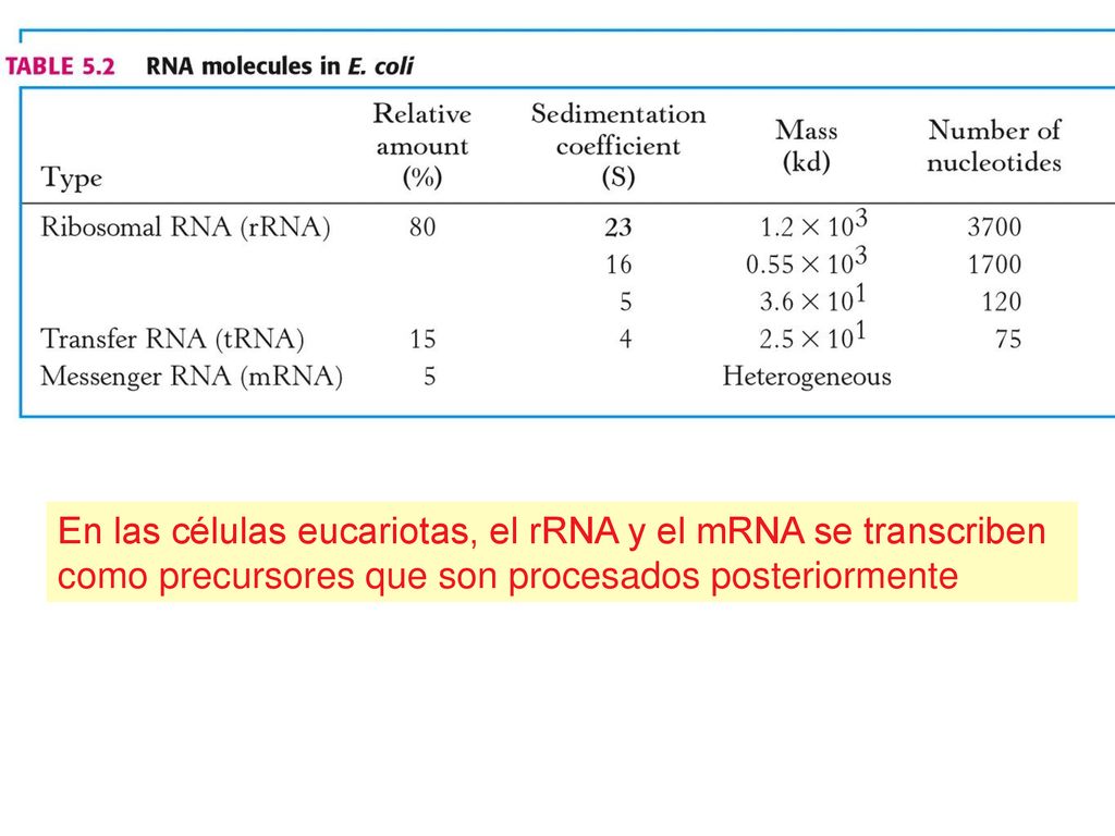 En las células eucariotas, el rRNA y el mRNA se transcriben como precursores que son procesados posteriormente