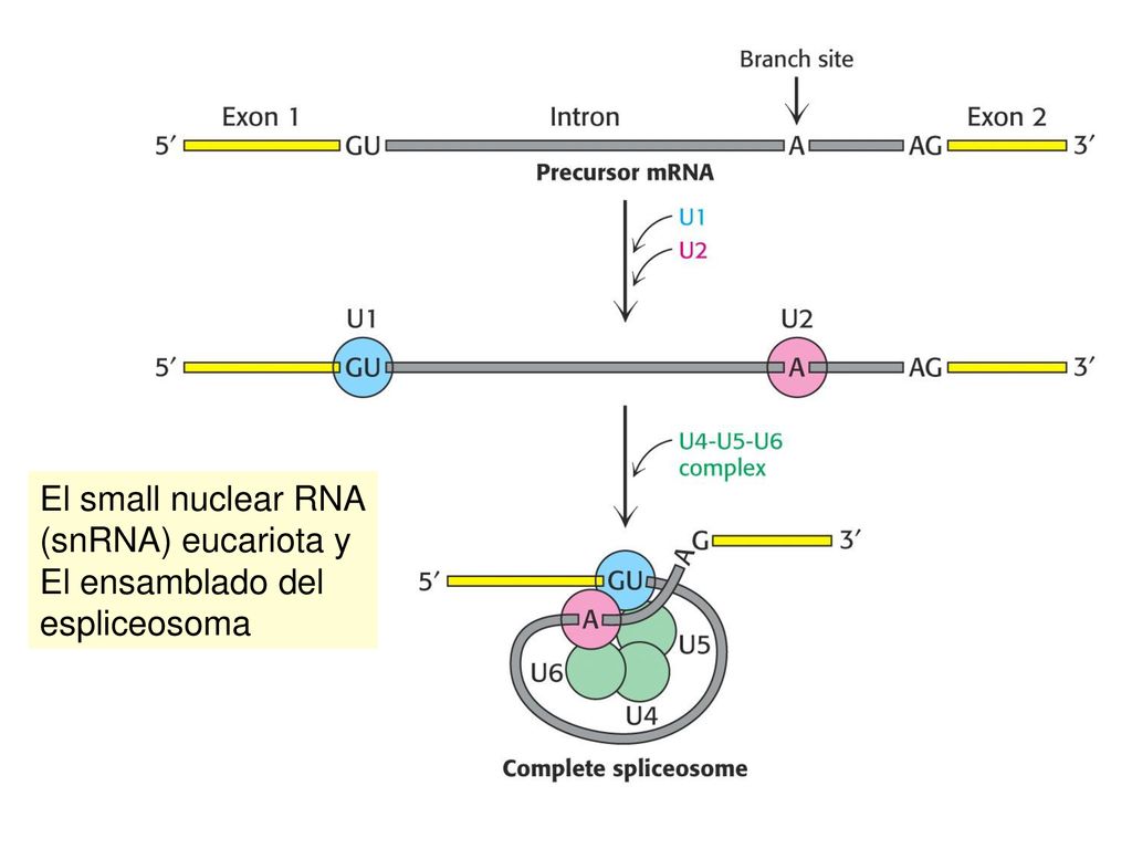 El small nuclear RNA (snRNA) eucariota y El ensamblado del espliceosoma