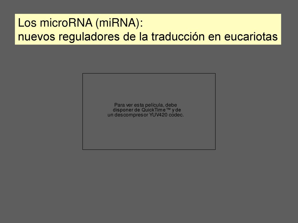 Los microRNA (miRNA): nuevos reguladores de la traducción en eucariotas