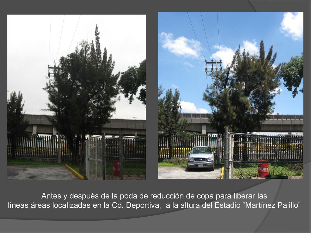 Antes y después de la poda de reducción de copa para liberar las