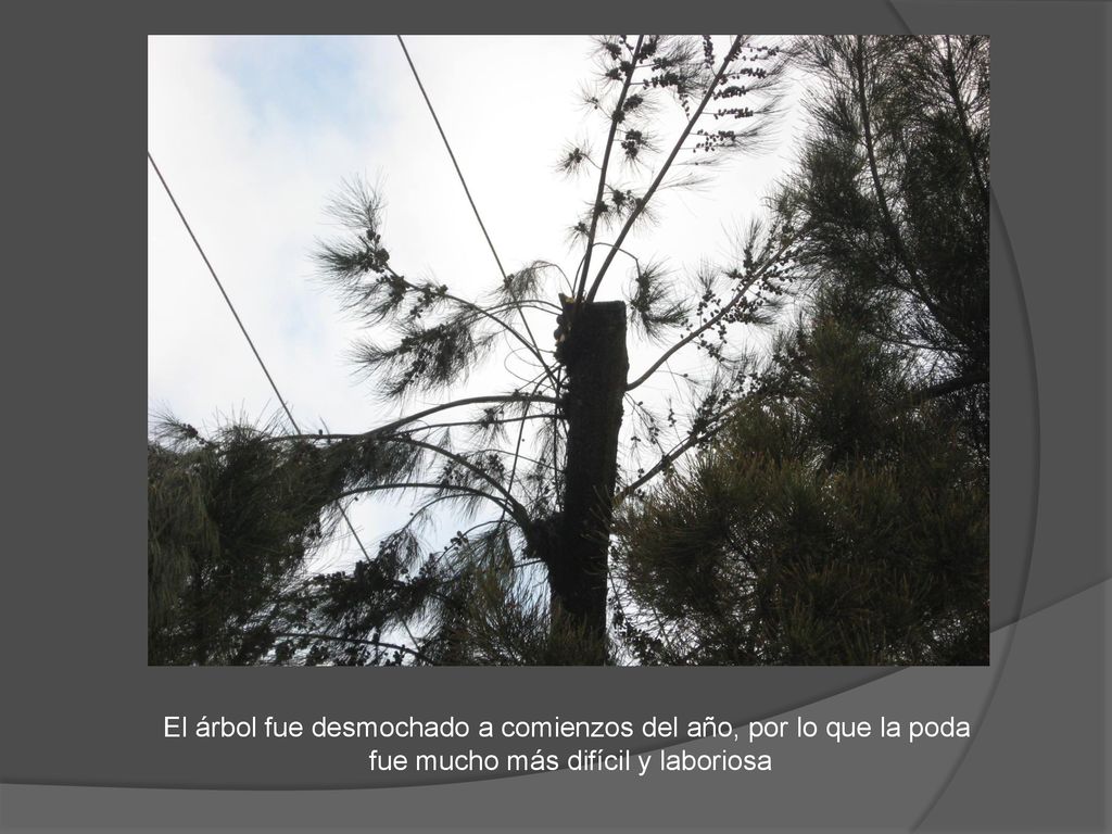 El árbol fue desmochado a comienzos del año, por lo que la poda